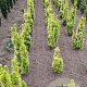 Taxus b. 'David' 60-80 cm met kluit