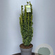 Taxus b. 'David' 80-100 cm 12L