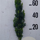 Taxus b. 'Fastigiata' 70-80 cm 10L