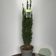 Taxus b. 'Fastigiata' 70-80 cm 10L