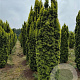 Taxus b. 'Fastigiata Aurea' 300-350 cm draadkluit solitair