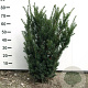 Taxus media 'Hicksii' 60-80 cm met kluit