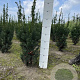 Taxus media 'Hicksii' 60-80 cm met kluit