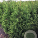 Thuja occ. 'Brabant' 150-175 cm met kluit