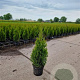 Thuja occ. 'Smaragd' 50-60 cm 3,0L