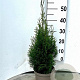 Thuja occ. 'Smaragd' 50-60 cm 3,0L