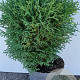 Thuja occ. 'Tiny Tim' 30-40 cm 5,0L
