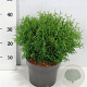 Thuja occ. 'Tiny Tim' 30-40 cm 5,0L