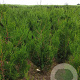 Thuja pl. 'Atrovirens' 100-120 cm met kluit