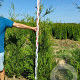 Thuja pl. 'Atrovirens' 200-225 cm met kluit