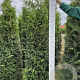 Thuja pl. 'Gelderland' 175-200 cm met kluit