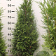 Thuja pl. 'Martin' 100-120 cm met kluit