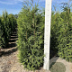 Thuja pl. 'Martin' 125-150 cm met kluit