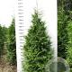 Thuja pl. 'Martin' 200-225 cm met kluit