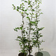 Fagus sylvatica 125-150 cm 5,0L