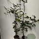 Fagus sylvatica 125-150 cm 5,0L