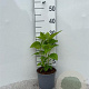 Hydrangea a. 'Annabelle' 20-30 cm 2,0L