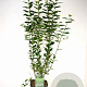 Ligustrum ovalifolium 80-100 cm 5,0L