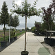 Quercus palustris 12-14 HO cont. 55L dakvorm 120 240 cm stam