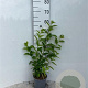 Rhamnus cathartica 40-60 cm 2,0L