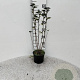 Ribes alpinum 40-60 cm 2,0L