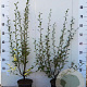 Salix aurita 60-80 cm 2,0L