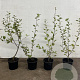 Salix caprea 40-60 cm 2,0L