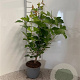 Viburnum opulus 40-60 cm 2,0L