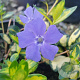 Vinca minor 'Variegata' GM P9