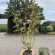 Cornus alba 'Sibirica' 40-60 cm 2,0L