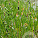 Carex nigra GM P9