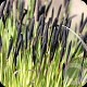 Carex nigra GM M23
