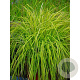 Carex riparia 'Golden Bowl' GM M19