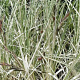 Carex riparia 'Variegata' GM M23
