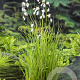 Eriophorum angustifolium GM M23