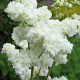 Filipendula ulmaria 'Plena' GM M23