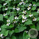 Houttuynia cordata GM M19