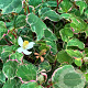 Houttuynia cordata BooBoo GM P9