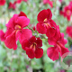 Mimulus cupreus GM P9
