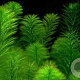 Myriophyllum scabratum GM M19