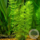 Myriophyllum spicatum 80-100 cm plantdiepte  M19
