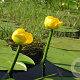 Nuphar lutea 80-100 cm plantdiepte  M19