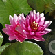 Nymphaea 'Charles de Meurville' GM M19