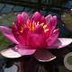 Nymphaea 'Ellisiana' M19