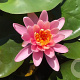 Nymphaea 'Firecrest' GM M40