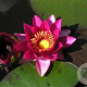 Nymphaea 'Laydekeri Fulgens' GM M28