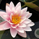 Nymphaea 'Marliacea Rosea' M19