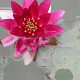 Nymphaea 'Pygmaea Rubra' P11