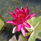 Nymphaea 'Red Glow' 80 cm plantdiepte M23