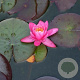 Nymphaea 'Rose Arey' 80 cm plantdiepte M28